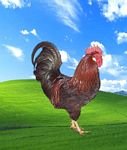 pic for XP chicken